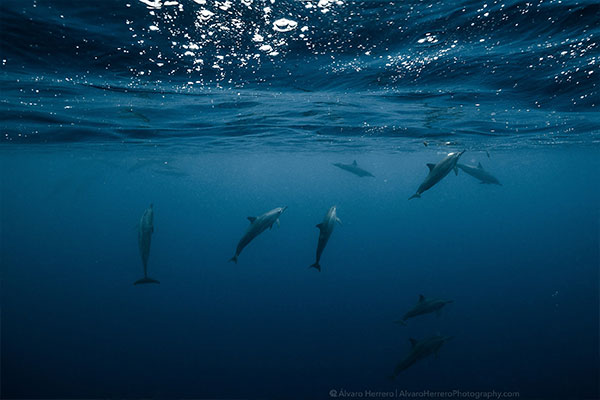 Tahiti Shark Exp&eacute;ditions