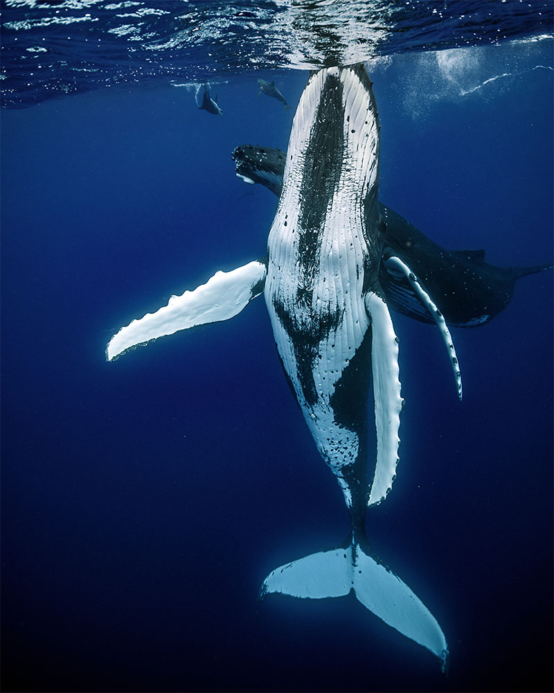 Tahiti Shark Exp&eacute;ditions