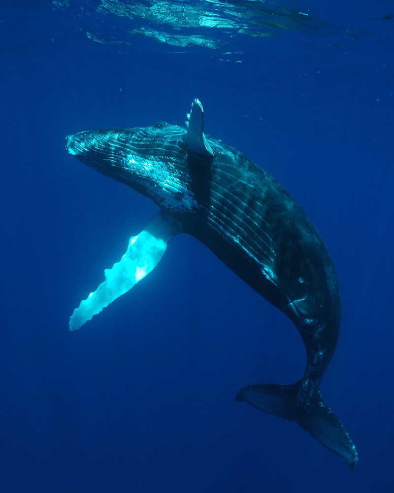 Tahiti Shark Expeditions