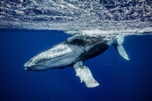 Tahiti Shark Expeditions