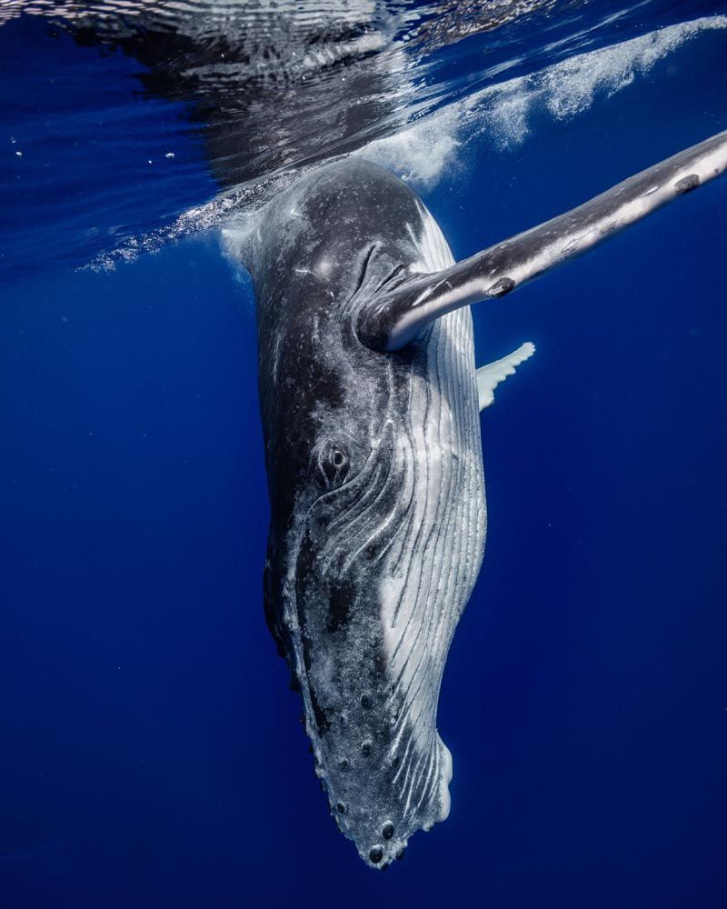 Tahiti Shark Expeditions