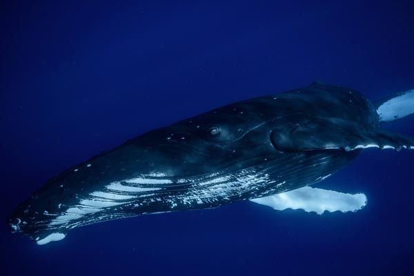 Tahiti Shark Expeditions